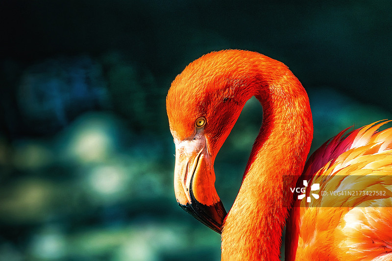 大火烈鸟特写图片素材