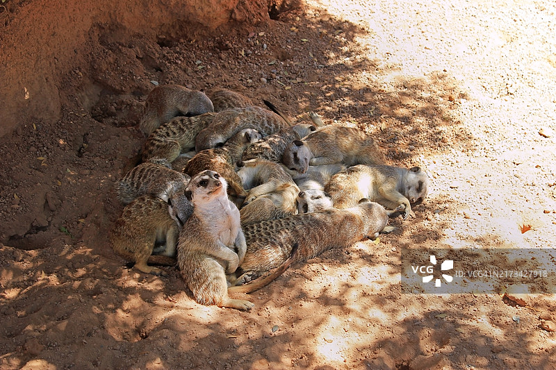 高角度拍摄田野上的海豹图片素材
