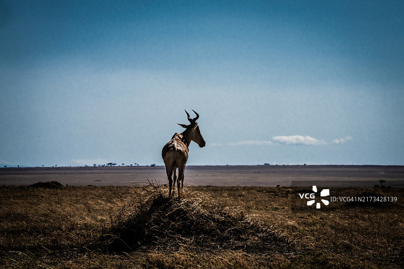 以天空为背景，原野上站立的鹿肖像图片素材