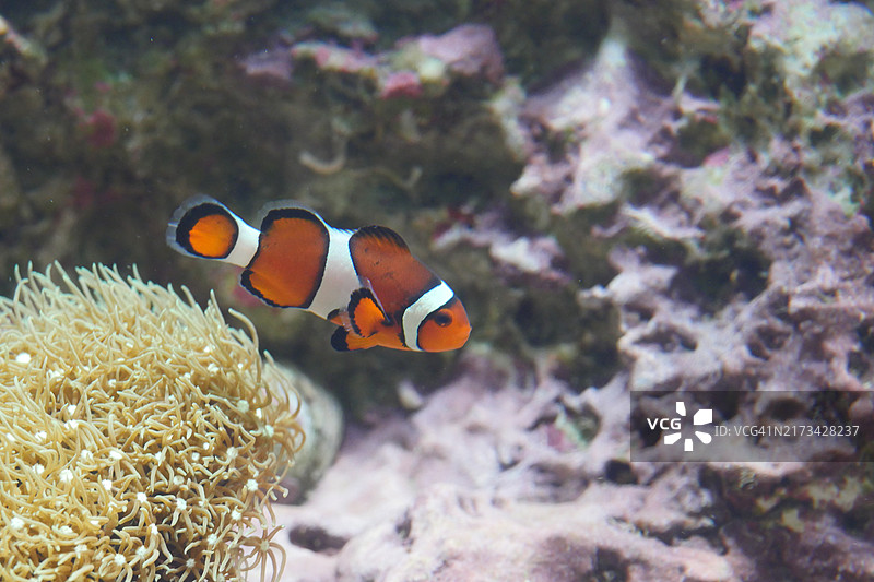 小丑鱼在海中畅游特写，日本图片素材