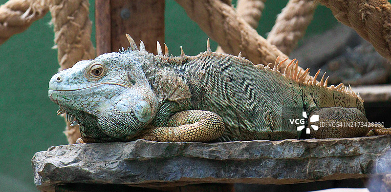 海鬣蜥特写图片素材