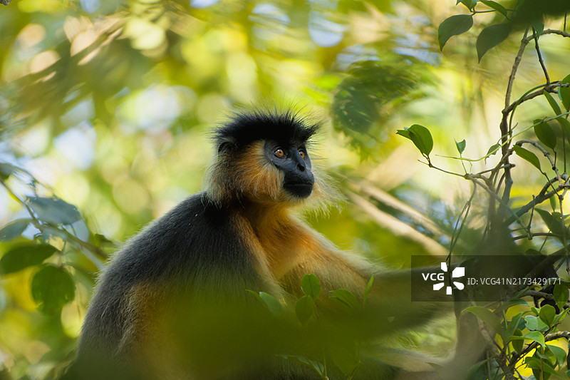 树上长尾叶猴特写图片素材