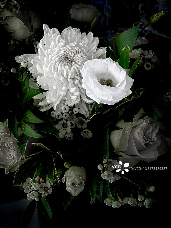 白色玫瑰特写图片素材