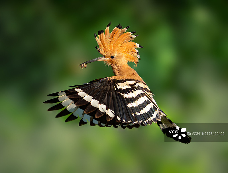 戴胜鸟户外飞行特写图片素材