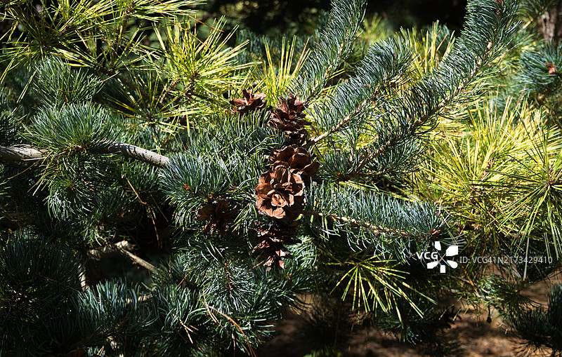 美国纽约州威利斯顿公园松树特写图片素材