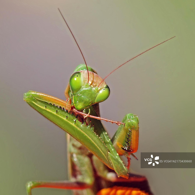 植物上的昆虫特写图片素材