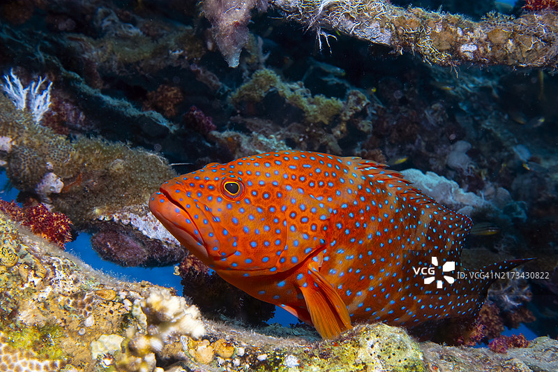 石斑鱼在水下游泳特写图片素材
