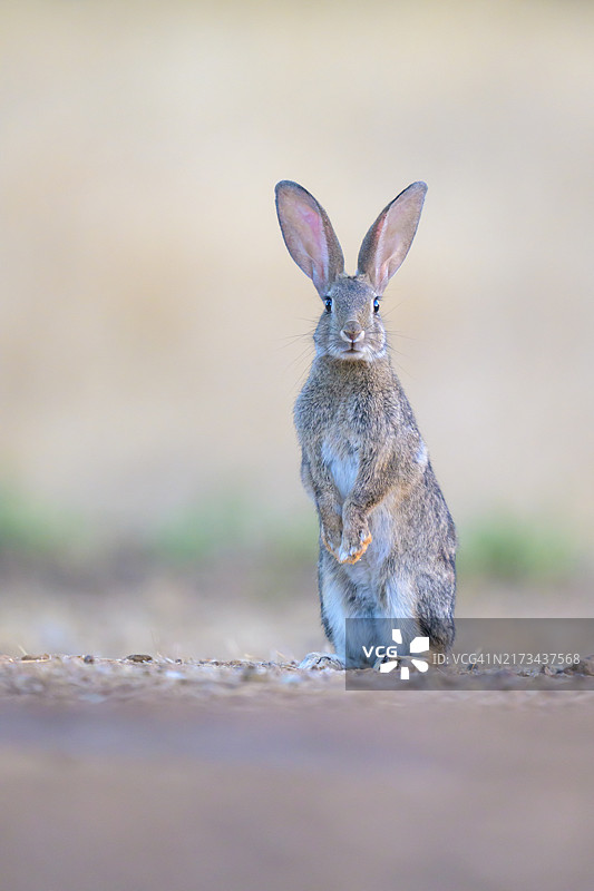 站立的欧洲兔图片素材
