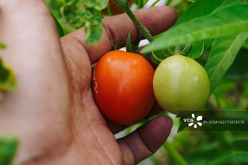 采摘番茄图片素材