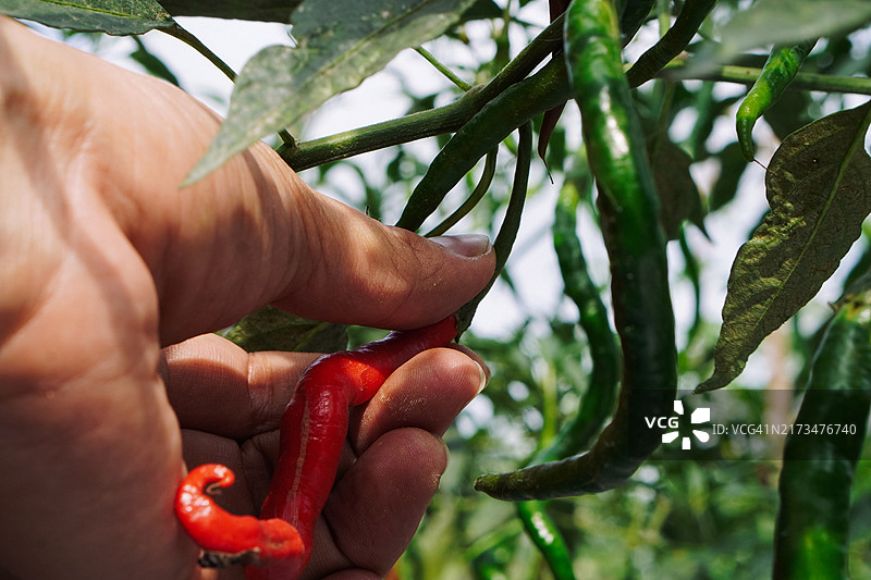 花园中新鲜辣椒特写图片素材