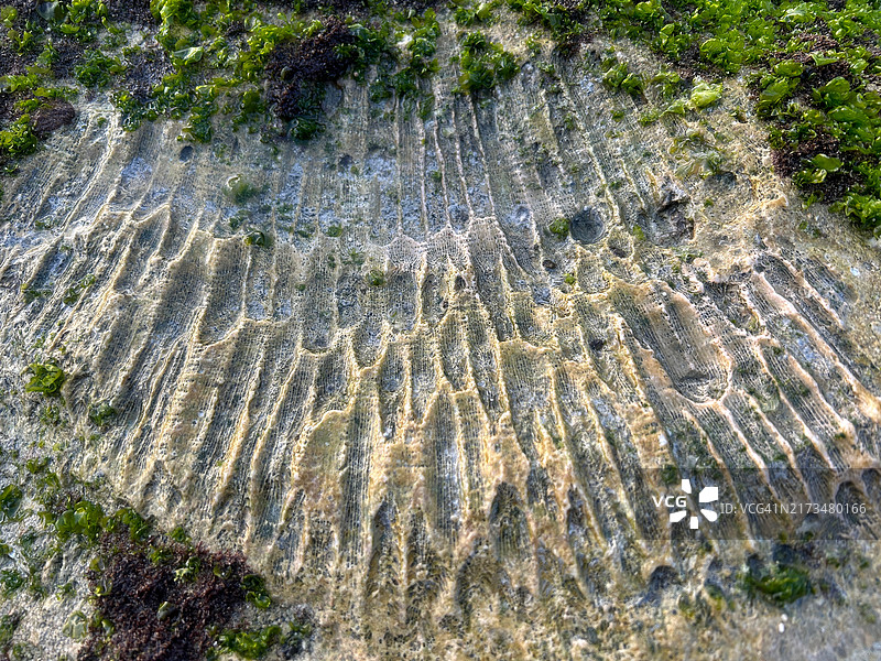 珊瑚纹理特写图片素材
