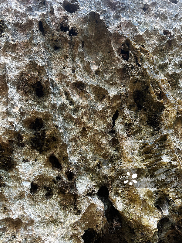 珊瑚纹理特写图片素材