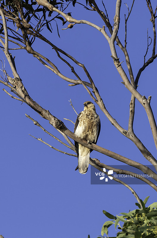 栖息的棕色猎隼，布德里国家公园图片素材