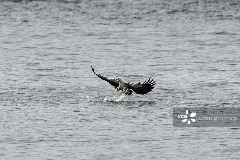 白腹海雕试图在杰维斯湾捕鱼图片素材