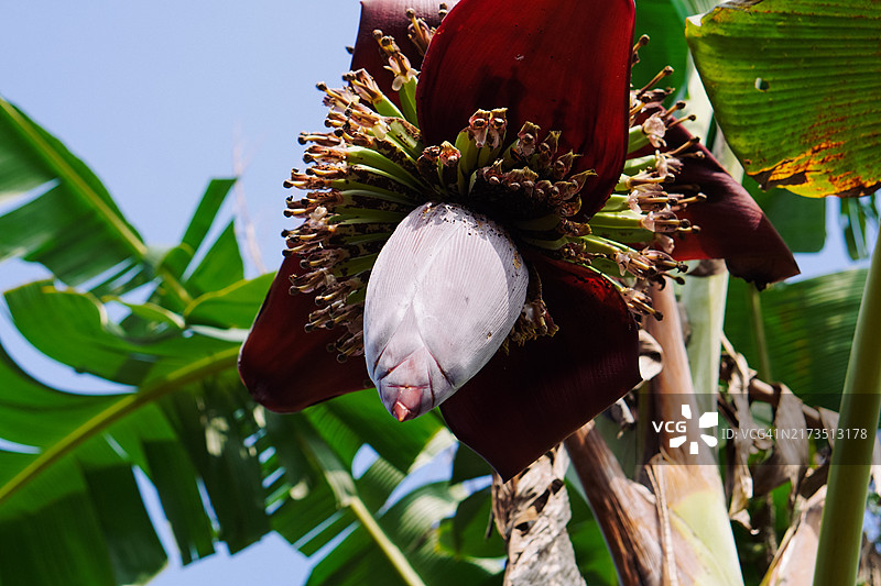 香蕉树特写图片素材