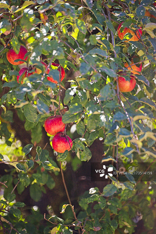 苹果树图片素材