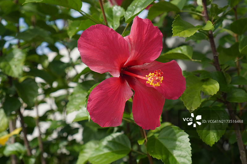 花园中盛开的粉色朱槿花图片素材
