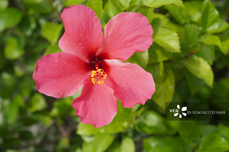 花园中盛开的粉色朱槿花图片素材