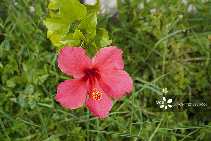 鞋花 美丽的粉色花朵在花园中盛开，背景模糊的自然景色，木槿，木槿科图片素材