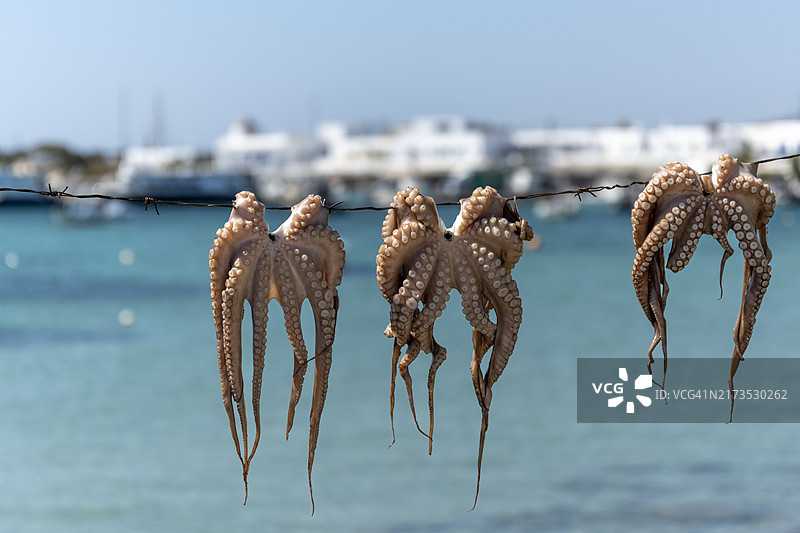希腊安提帕罗斯港口阳光下晾晒的章鱼图片素材