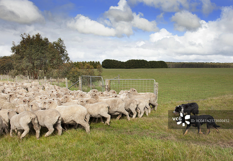 狗狗与绵羊农场图片素材