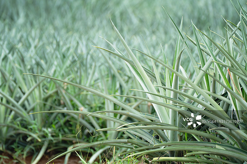 生长旺盛的菠萝田图片素材