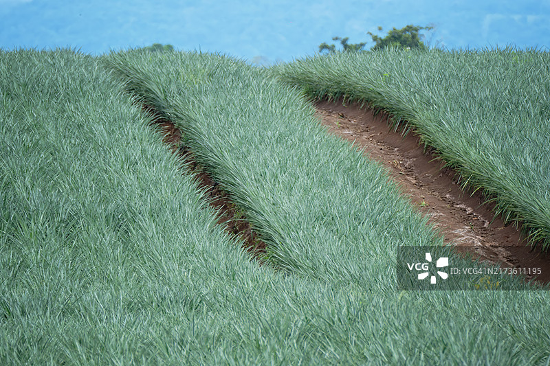 生长旺盛的菠萝田图片素材