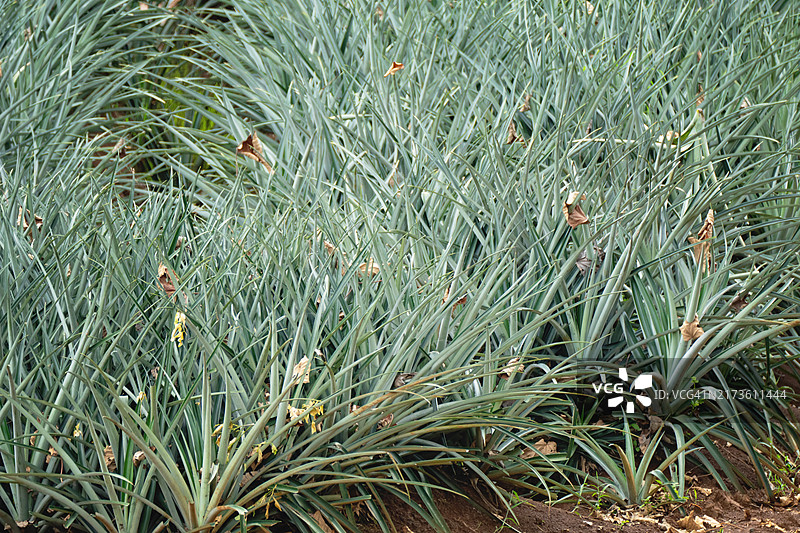 生长旺盛的菠萝田图片素材