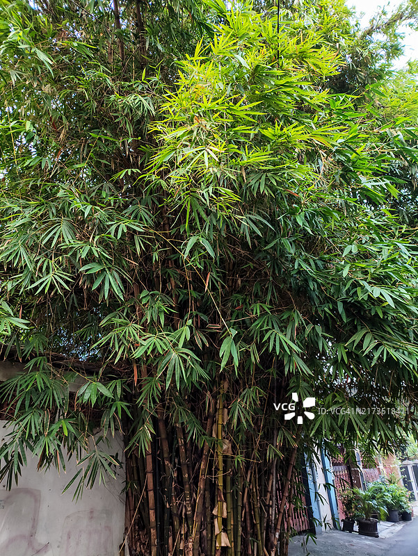 印度尼西亚丹格朗市小巷中的竹子图片素材