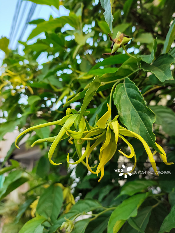 在万丹省唐格朗市的一户人家院子里生长的依兰花图片素材