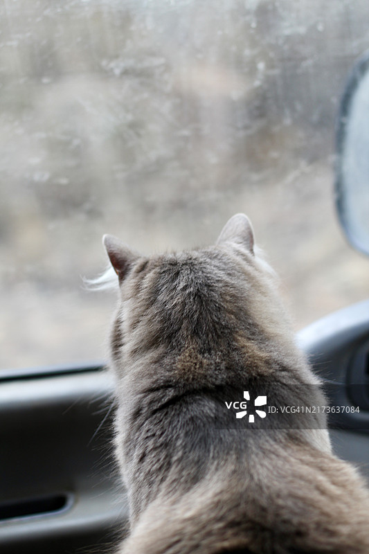 猫咪看着紧闭的车窗外图片素材