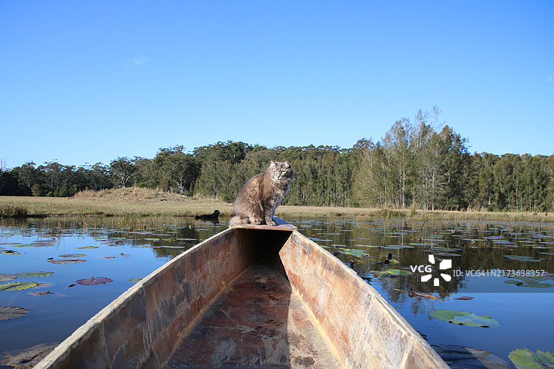 猫咪坐在独木舟的船头图片素材