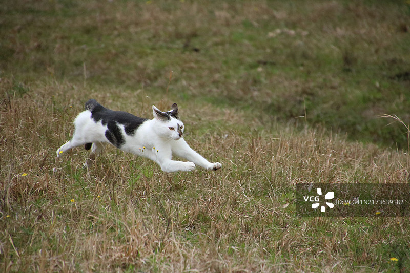 猫在田野里冲刺图片素材