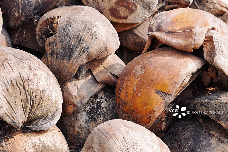 地上的椰子壳照片图片素材