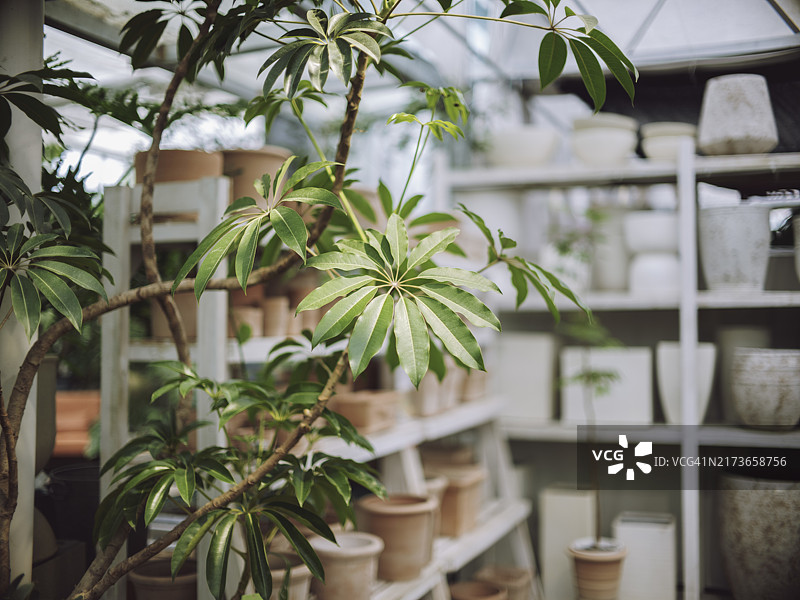 展厅中的各种植物图片素材