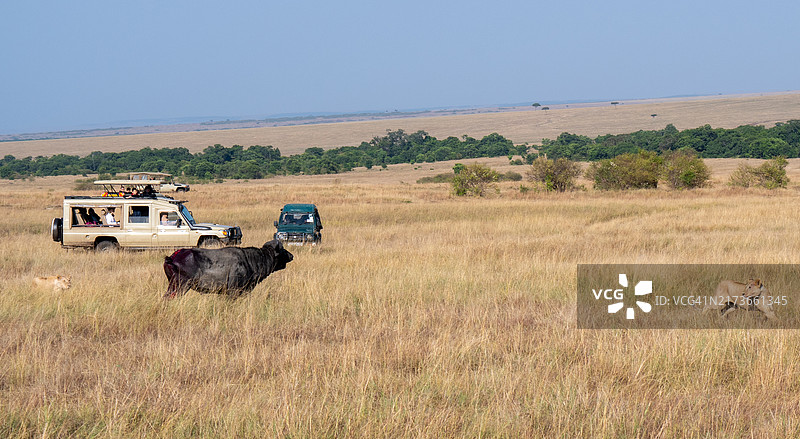 肯尼亚野生动物园之旅——安博塞利和马赛马拉图片素材