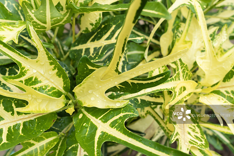 变叶木叶子纹理背景图片素材