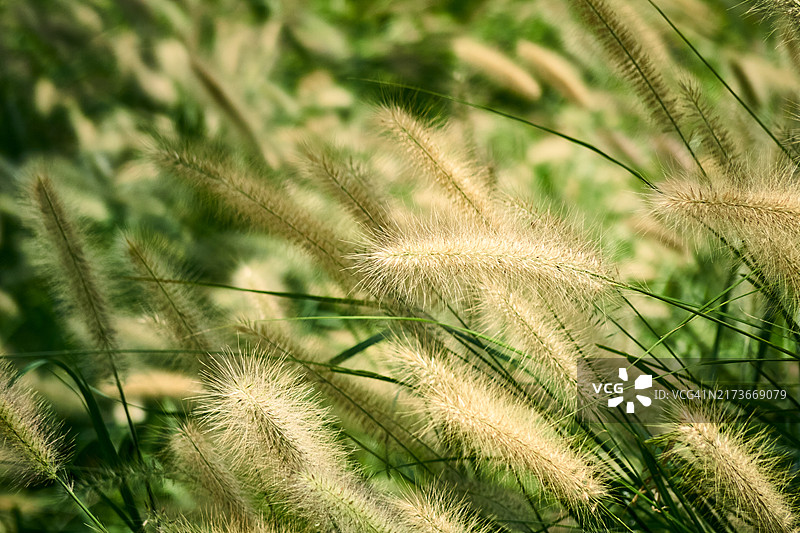 野生谷子图片素材