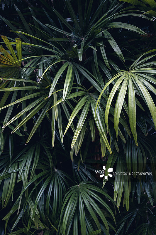 自然树叶绿色热带森林背景概念图片素材
