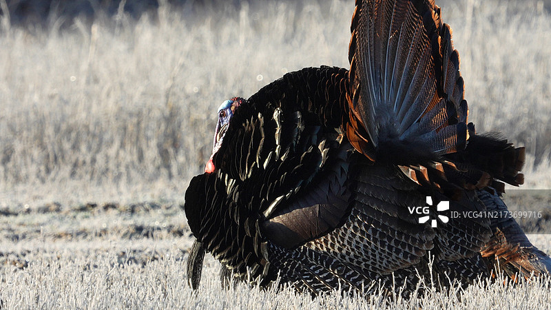 野火鸡展翅图片素材