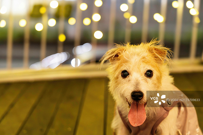 夜之犬图片素材