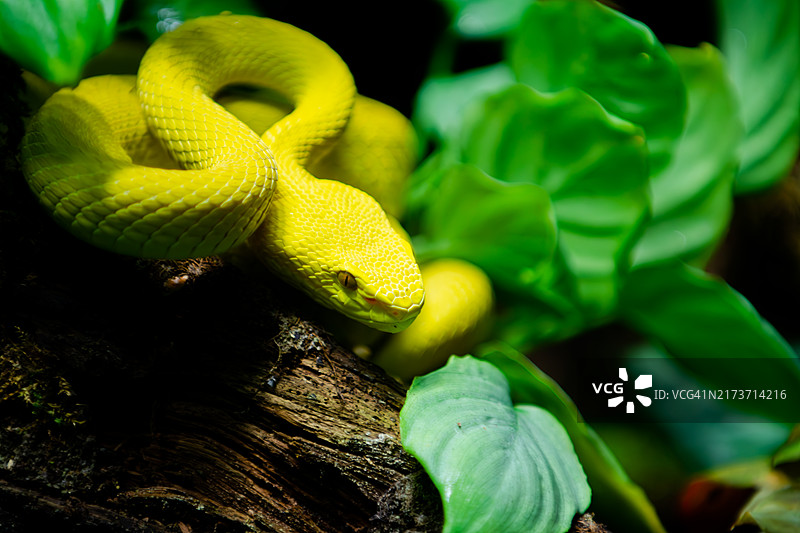 栖息在树枝上的黄色蝰蛇特写图片图片素材