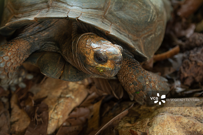 加拉帕戈斯象龟自然栖息地特写野生动物摄影图片素材
