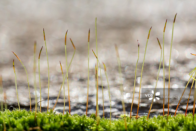 苔藓孢子体特写图片素材