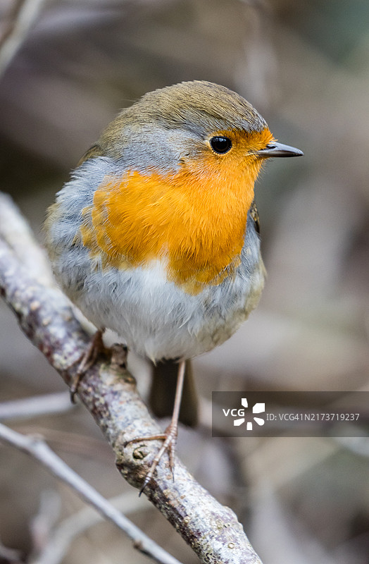 栖息在木杆上的欧洲知更鸟图片素材
