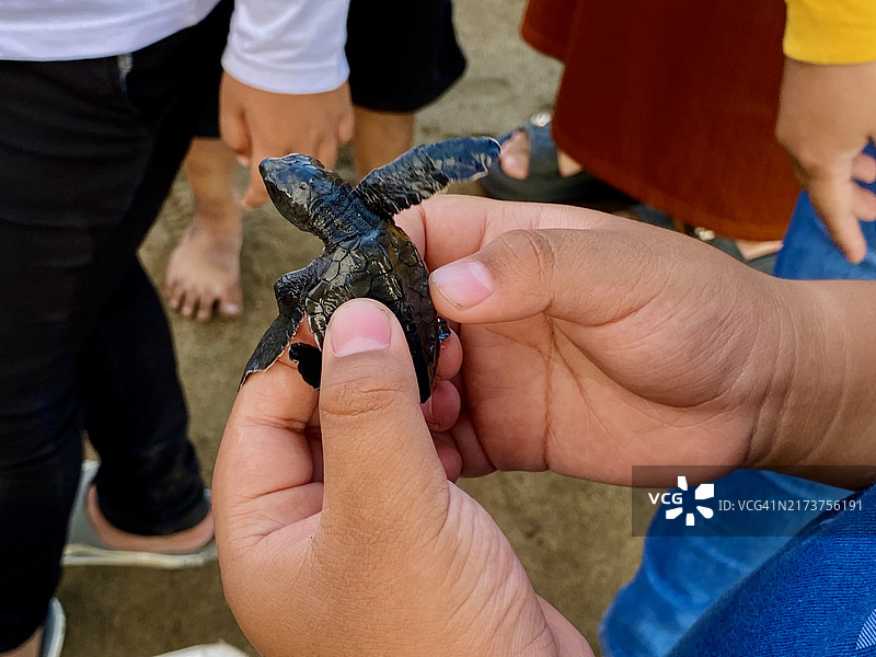 孩子的手握着一只小海龟图片素材