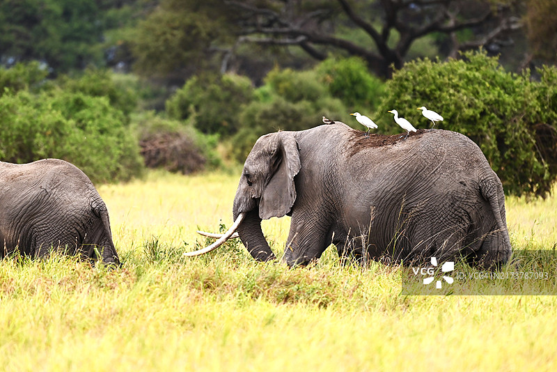 安博塞利国家公园的象群图片素材