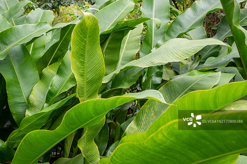 圣文森特岛La Soufriere火山热带森林中的香蕉叶特写图片素材
