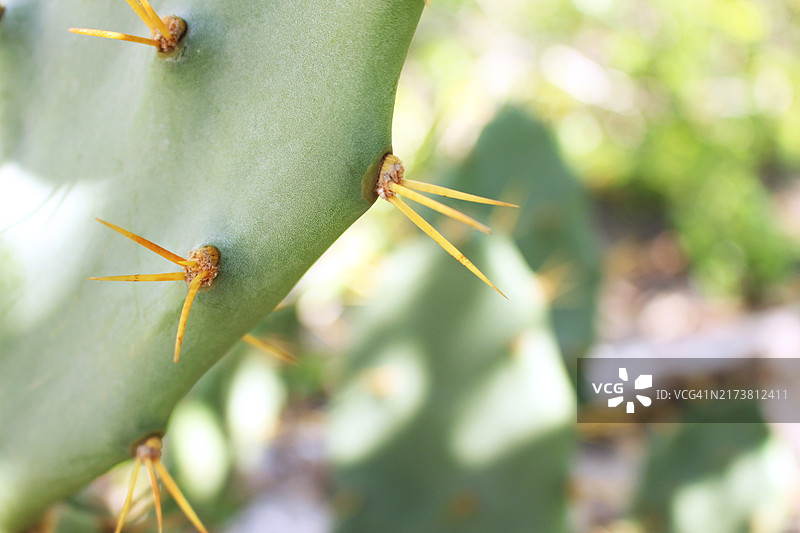 仙人掌尖刺特写图片素材