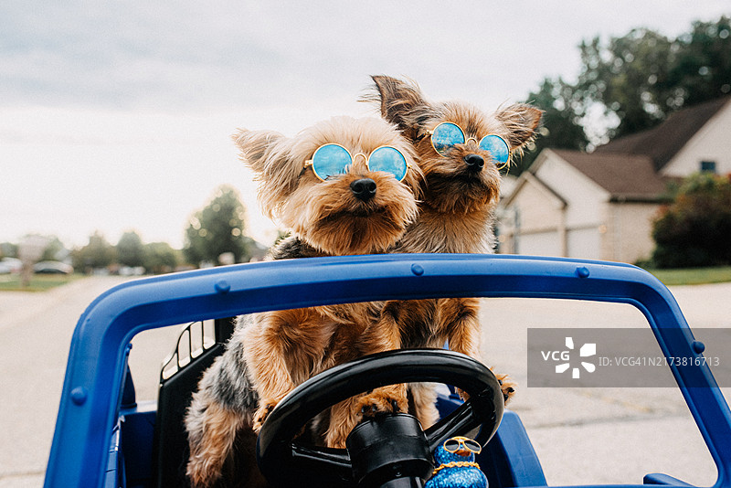 两只小狗在郊区驾驶玩具车图片素材